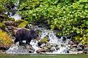 Grizzly Crossing Stream